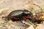 Ground beetle