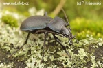 Ground beetle