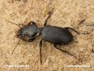 Ground Beetle