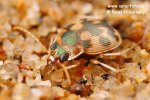 Ground Beetle