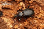 Ground Beetle