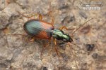 Ground beetle