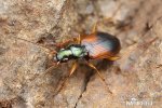 Ground beetle