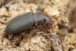 Ground Beetle