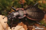 Ground Beetle