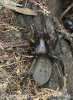 Ground Spider