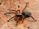 Ground Spider