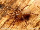 Ground Spider