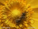 Halictus