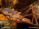 Harvestman