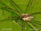 Harvestman