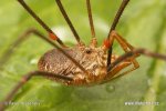 Harvestman