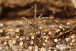 Harvestman