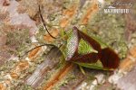 Hawthorn shield Bug