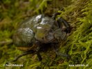 Hermit Beetle