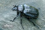 Hermit Beetle