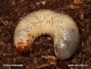 Hermit Beetle - larva