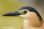 Heron