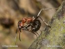 Hormiga roja de la madera
