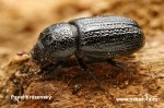 Horned stag beetle