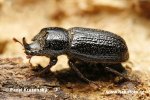 Horned stag beetle