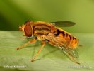 Hoverfly