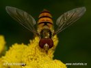 Hoverfly