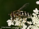 Hoverfly