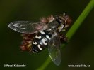 Hoverfly