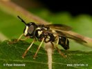 Hoverfly