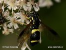 Hoverfly