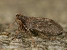 Issus coleoptratus