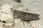 Italian locust