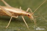 Italian Tree Cricket