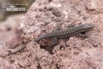 Italian Wall Lizard