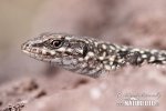 Italian Wall Lizard