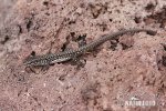 Italian Wall Lizard