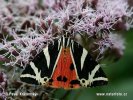 Jersey Tiger