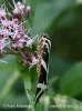 Jersey Tiger