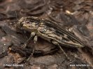 Jewel Beetle