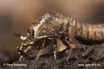 Jumping Bristletail