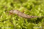 Jumping Bristletails