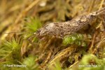 Jumping Bristletails