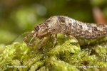 Jumping Bristletails