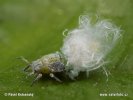 Jumping plant louse