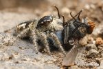 Jumping Spider