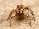 Jumping Spider