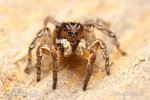 Jumping Spider