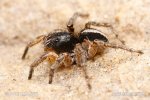 Jumping Spider