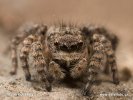 Jumping Spider